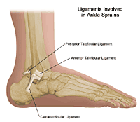 Ligaments involved in Ankle Sprains